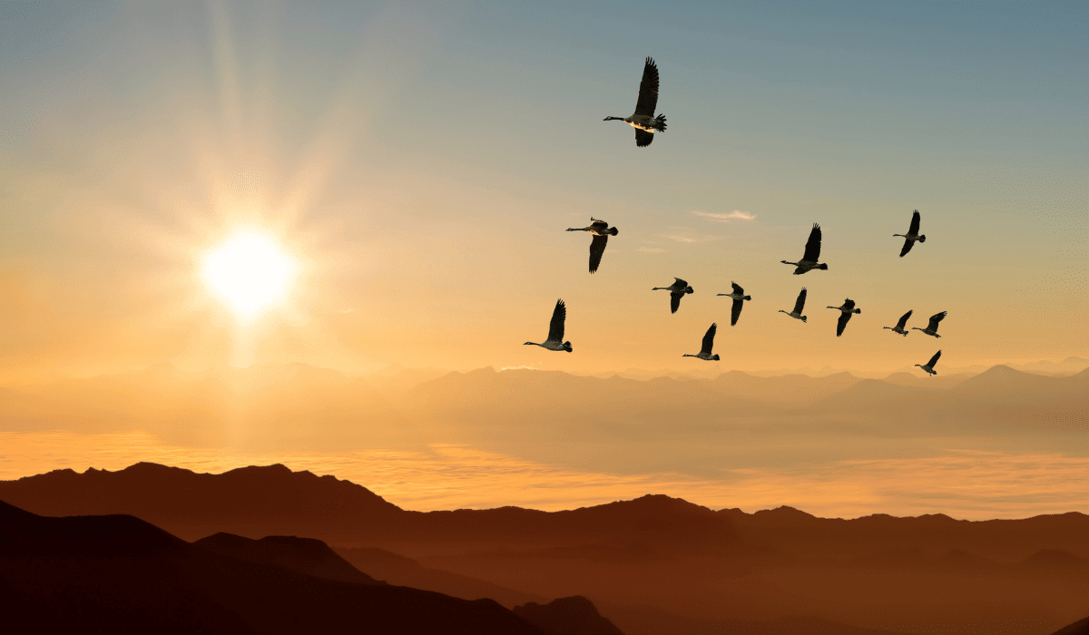 data migration
